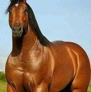 Meet your Posher, Eusebio